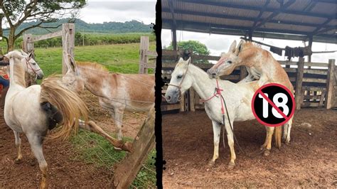 bucetinha de égua|Comendo a égua da buceta grande e molhadinha